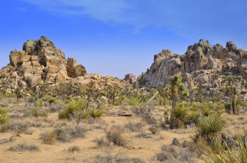 Joshua Tree National Park
