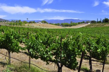 Temecula Valley Vineyards